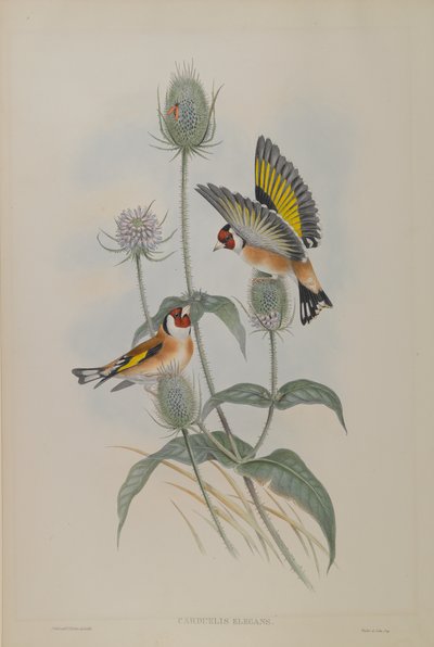 Goldfinch by John Gould